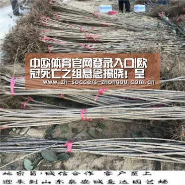中欧体育官方网站下载
